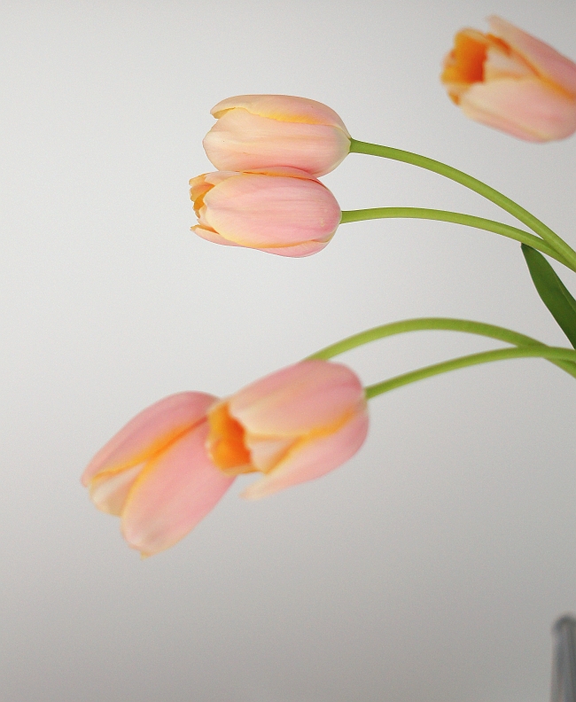 french tulips | photo: Sabine Wittig
