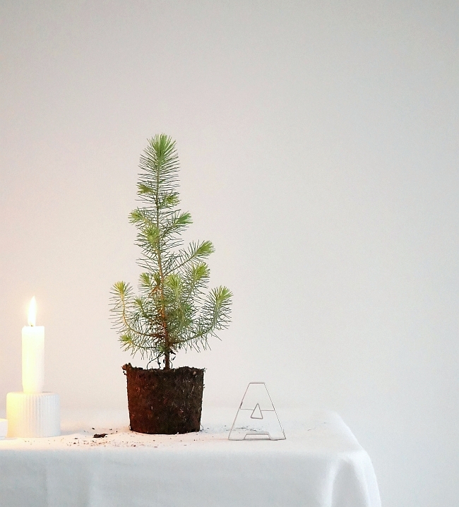 Minimal Christmas | photo: Sabine Wittig