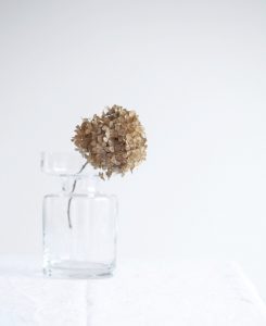 Getrocknete Hortensie | Foto: Sabine Wittig